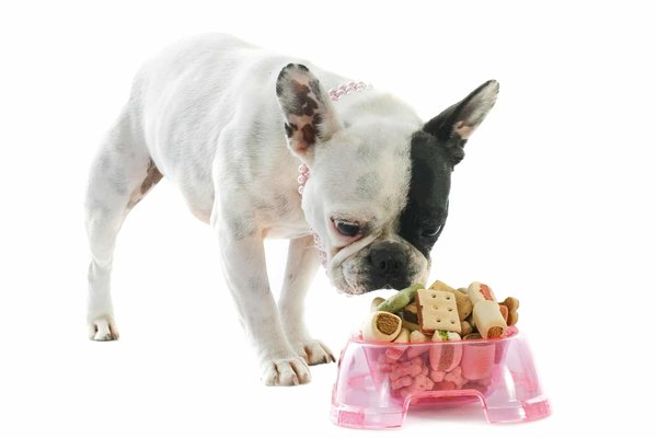 What Are the Pros and Cons of Raw Food Diets for Dogs?